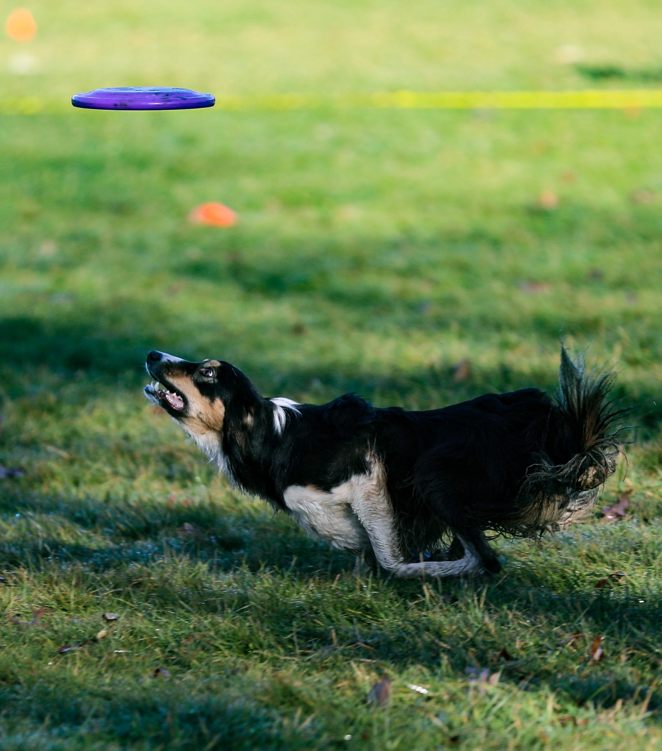 k9 frisbee toss and fetch